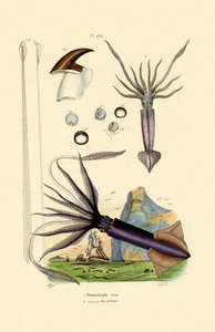 Giant Squid